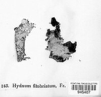 Hydnum fimbriatum image